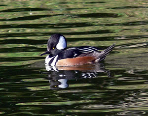 Waterbirds along the Wisconsin River