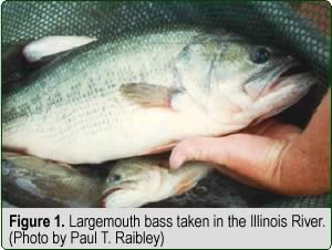 Figure 1. Largemouth bass